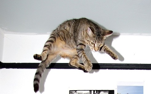 ucan-kedi-1.jpg