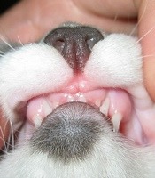 cat_teeth02.jpg