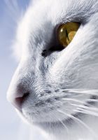 kedi_1