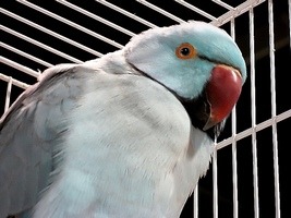 bird_in_cage.jpg