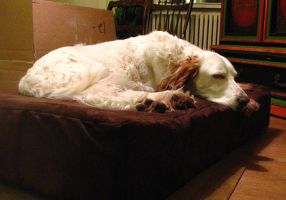 Köpeği Evde Besleme
