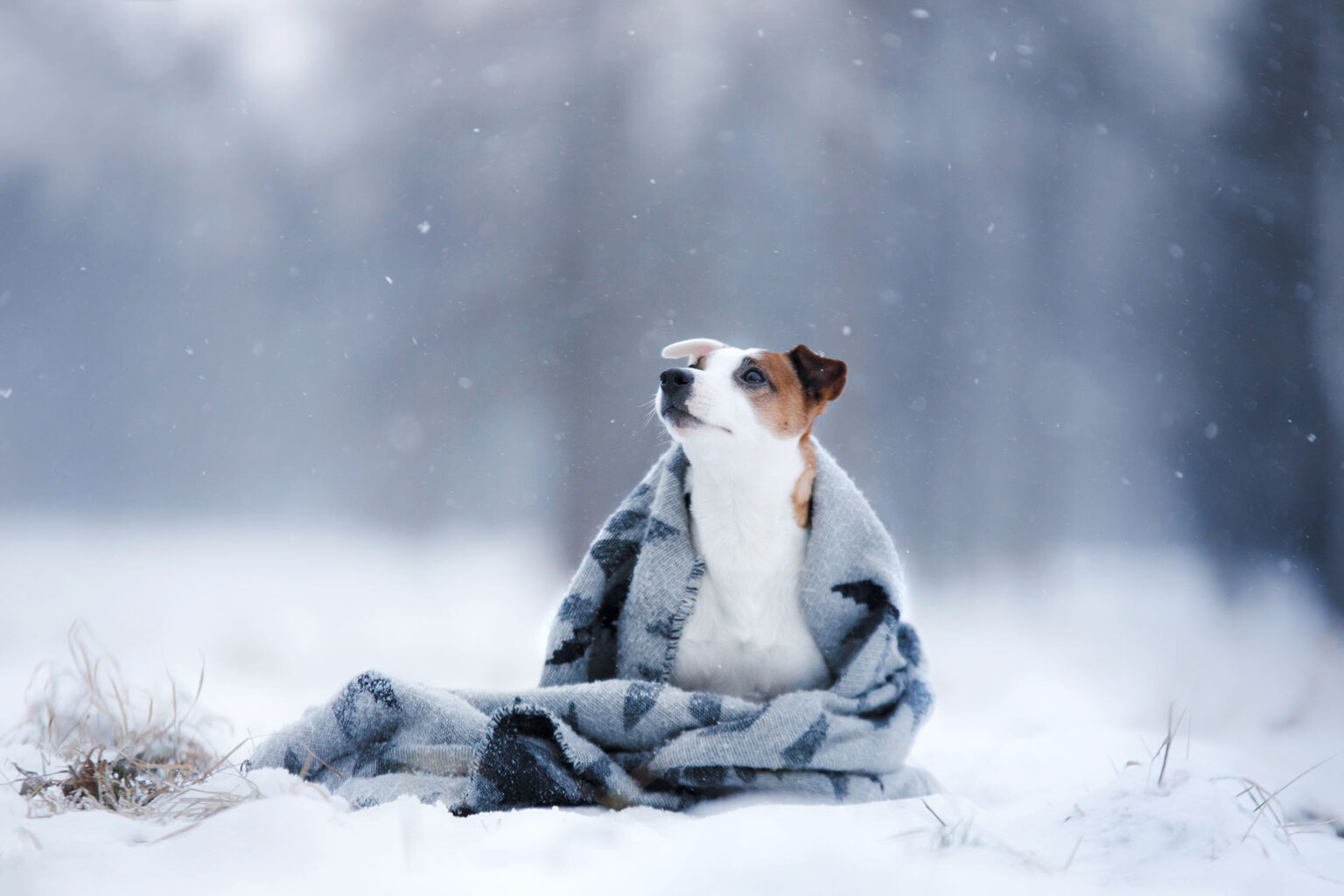 Soğuk havanın hayvanlar üzerindek etkisi, soğuk ısırması